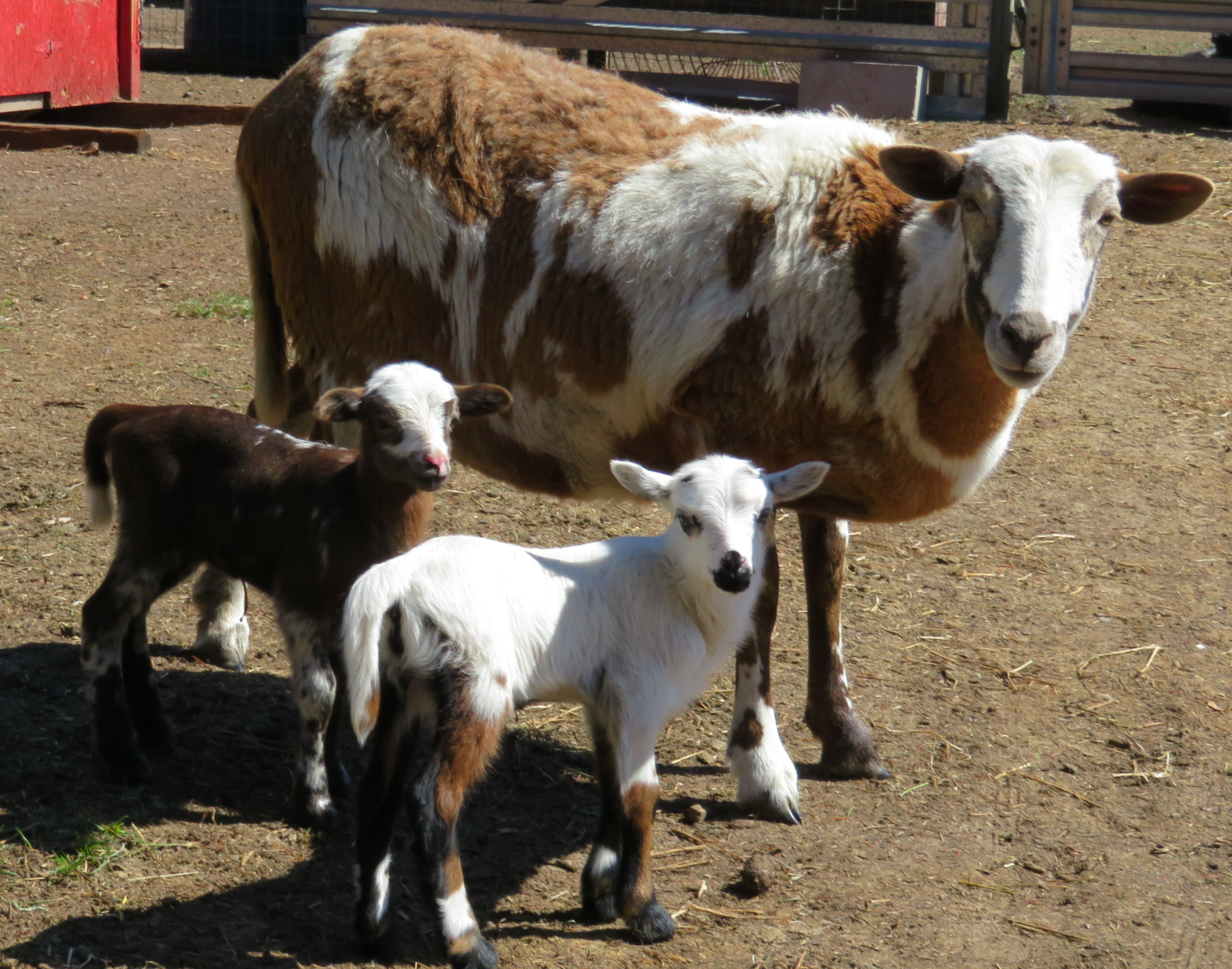 Mesa & twin ewe lambs
$350 ea(both sold)
