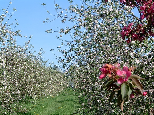 Vergers en fleurs