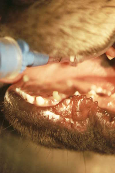 Broken baby canine tooth