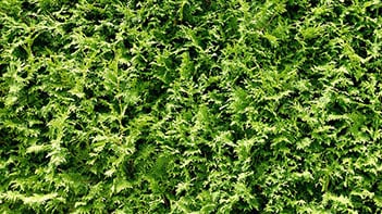 Green greenery