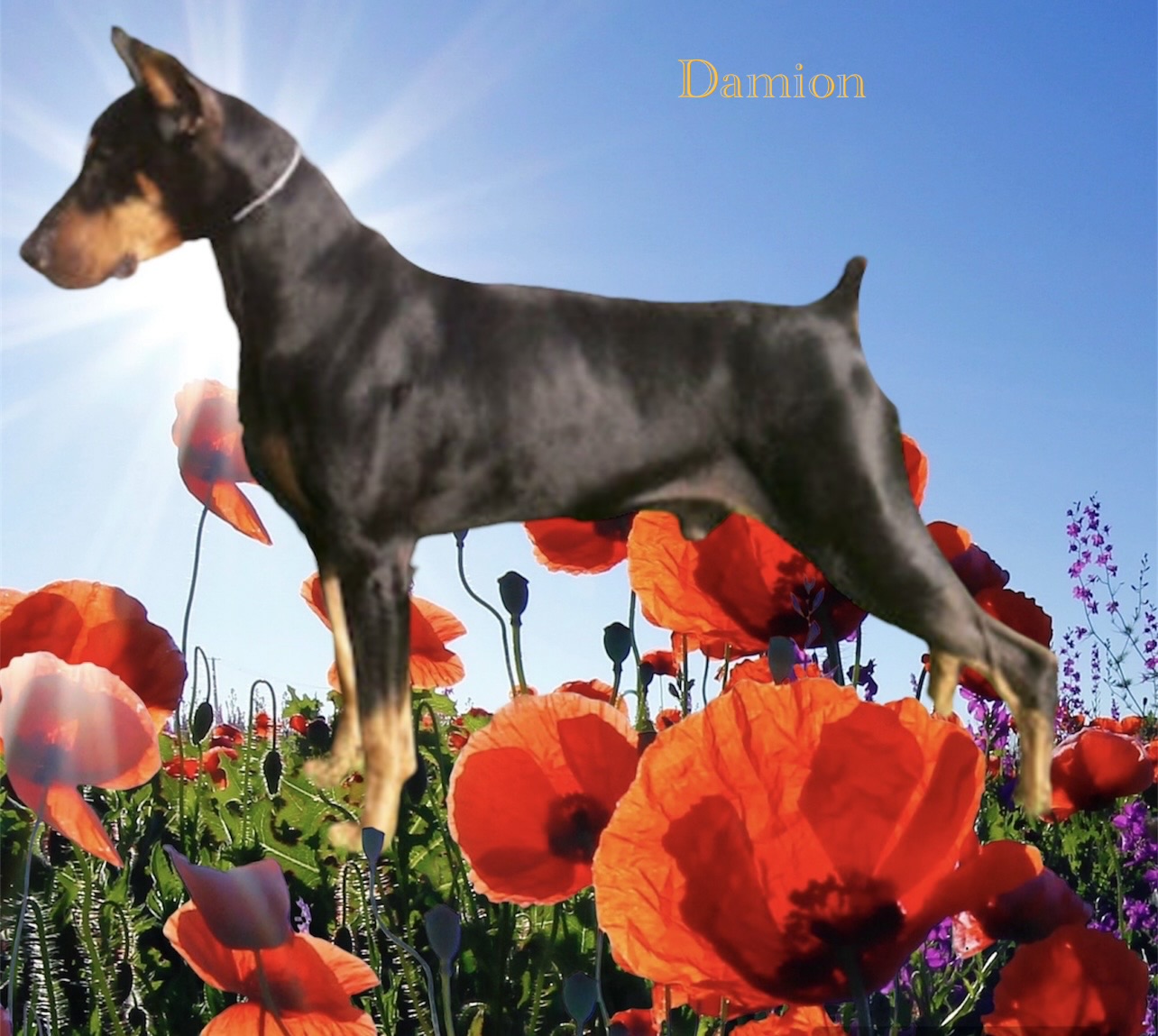 Damion.my Diamond boy. Miss you so much always in my ❤️