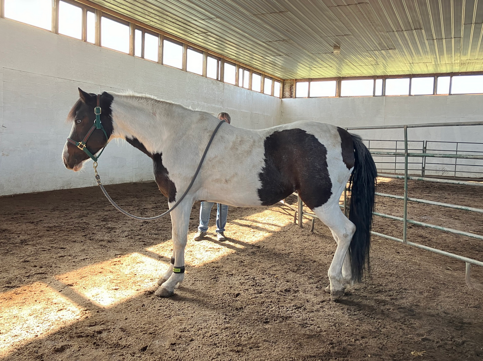 OLIVIA - Nov 9/24. She came to us Oct/23 with laminitis and we knew that there would come a time when we couldn't keep her comfortable. She suddenly took a turn for the worse and it was decided to free her from her pain.