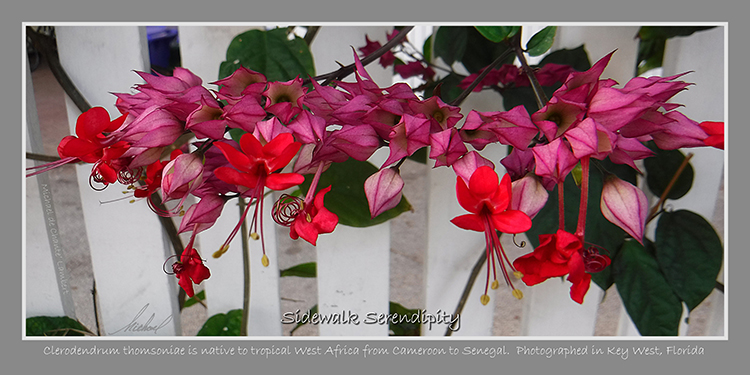 Floral Photography (29x14.5)
Key West, Florida
<< Sidewalk Serendipity >>