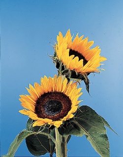https://0901.nccdn.net/4_2/000/000/023/130/sunflower.jpg