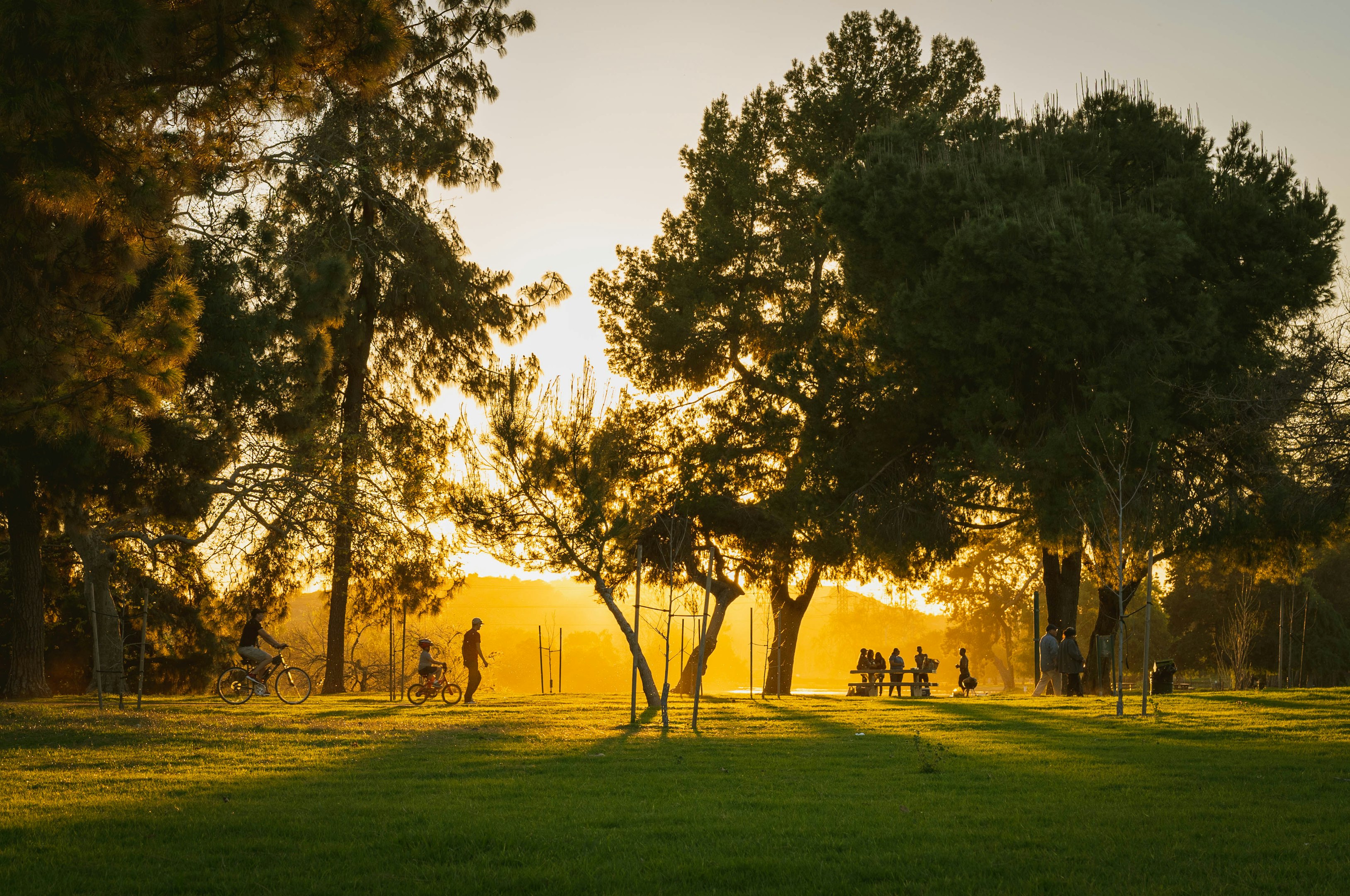 people near green trees
