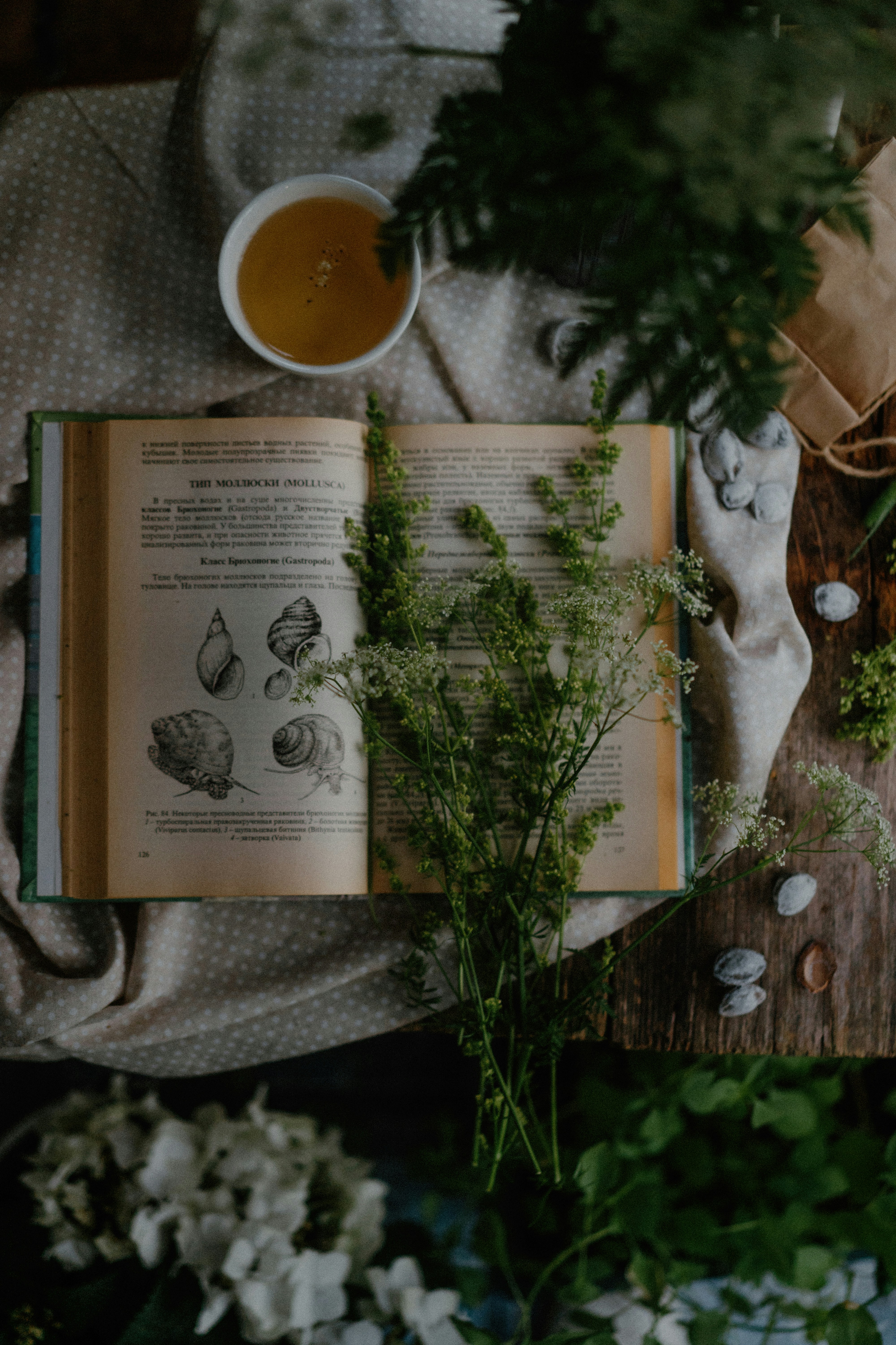 Cozy room with sunlight, featuring a plush dog toy in a sweater, surrounded by houseplants, a soap dispenser, and decorative stones on a woven mat.
