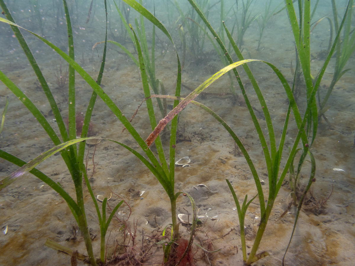 Eelgrass