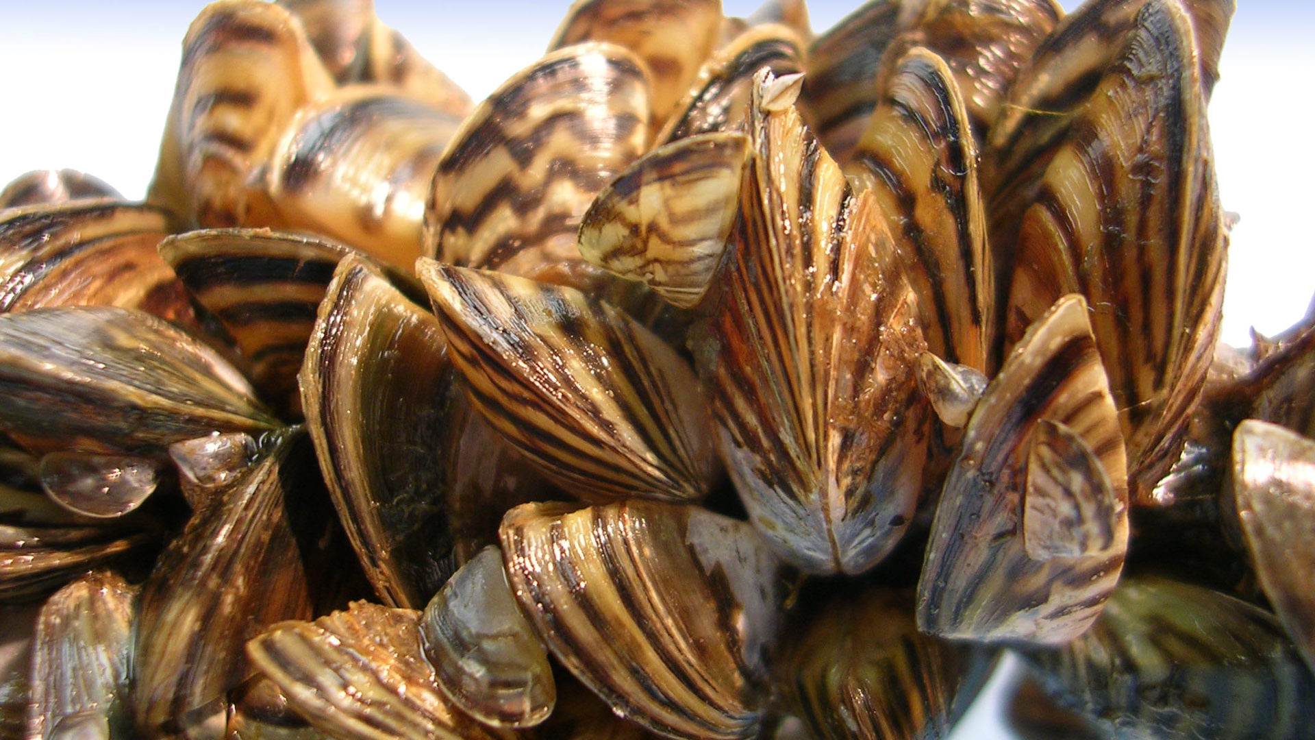 Zebra Mussels on lifebuoy at Kelso CA