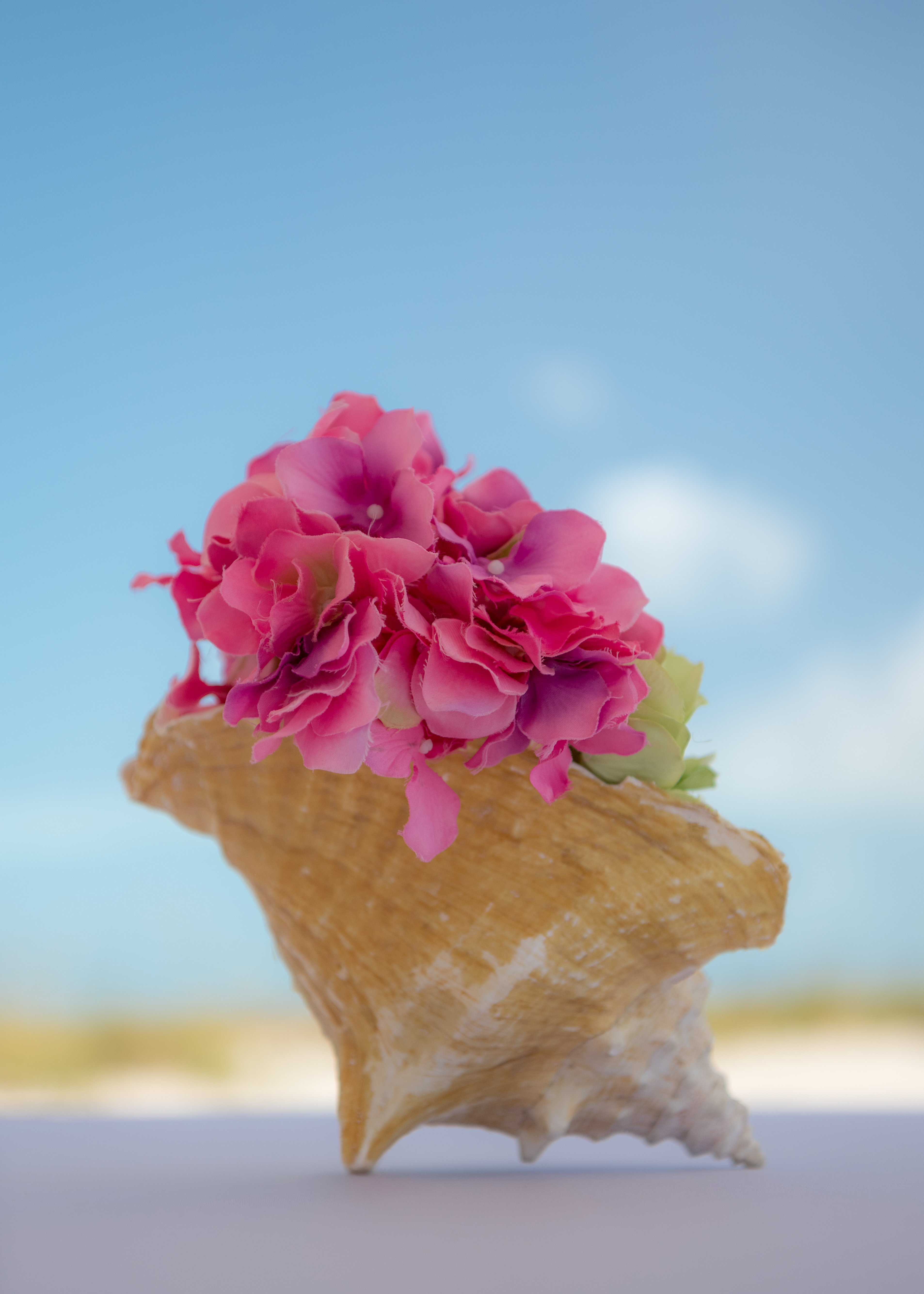 A large seashell filled with vibrant pink flowers set against a clear blue sky.