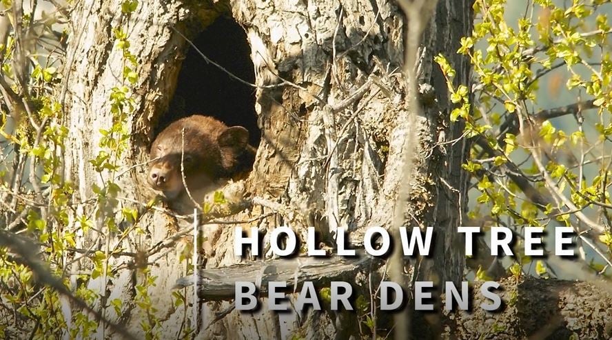 Examples of bear dens in hollow trees