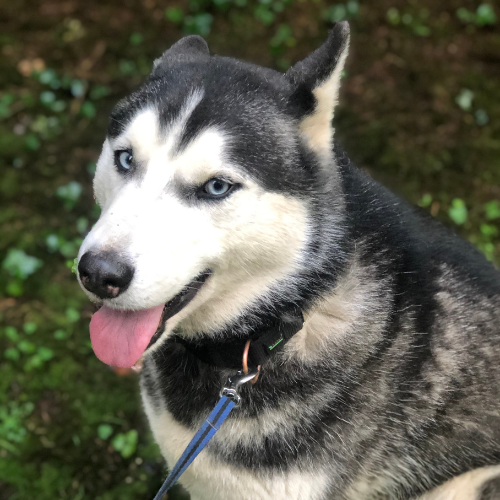 Happy Labrador Retriever wearing a red harness sitting on a sandy beach with the ocean in the background. Happy Labrador Retriever wearing a red harness sitting on a sandy beach with the ocean in the background.