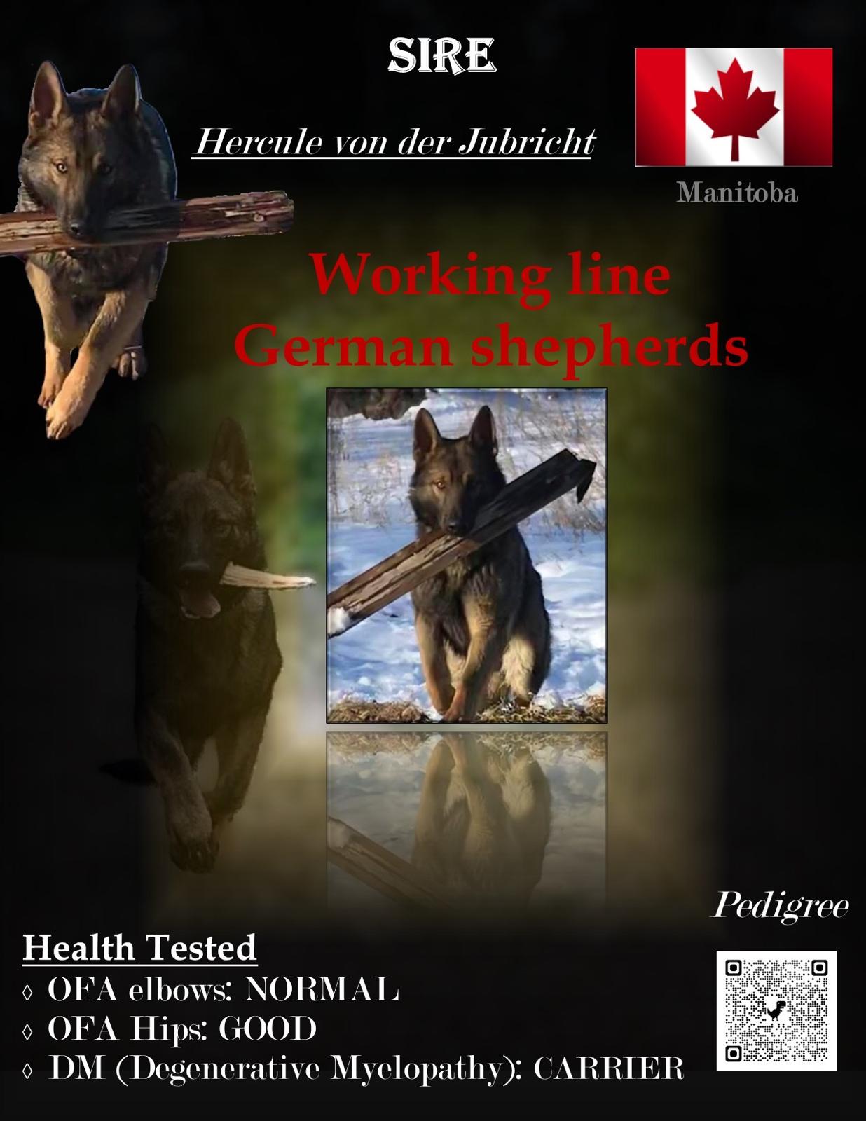 SIRE
75 lbs
good conformation
off switch not easy
very intense drive
high level protection capability