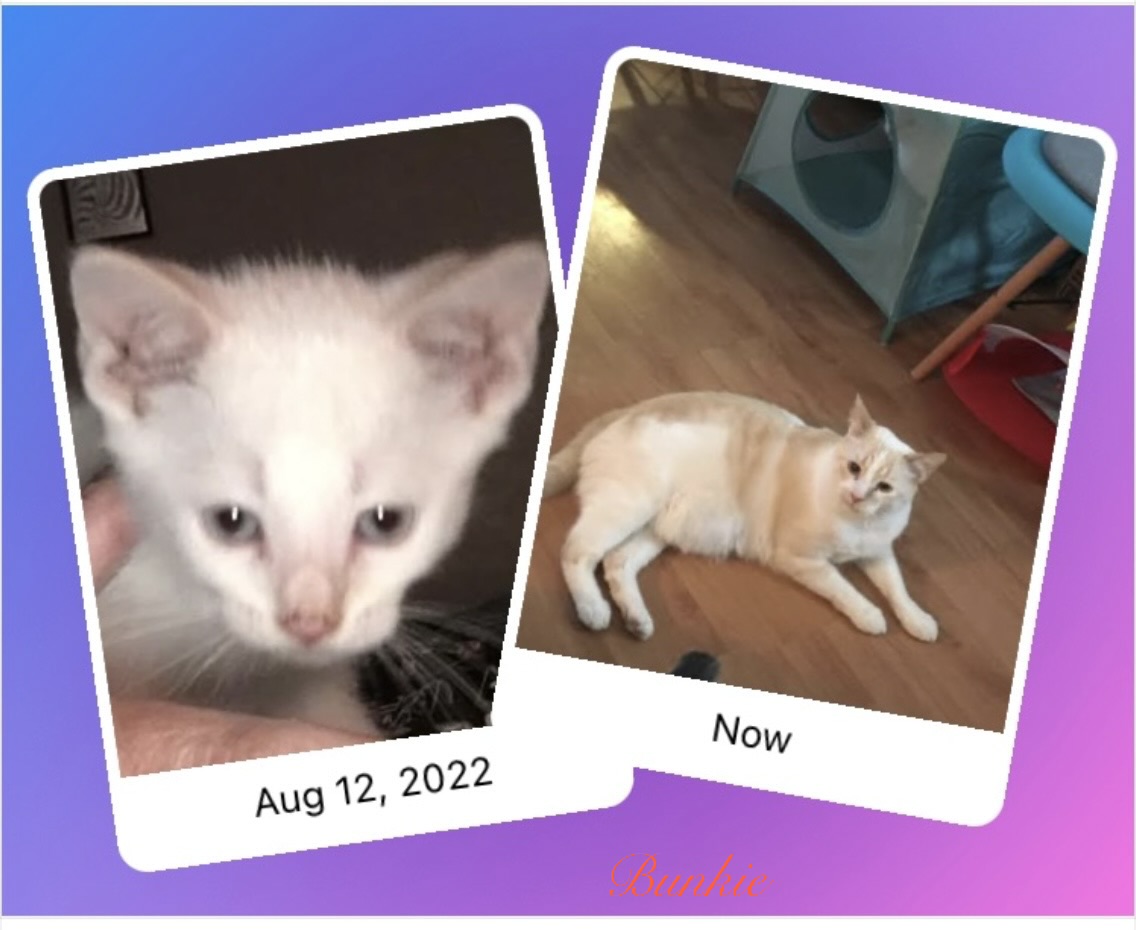Bunkie Kitten/adult