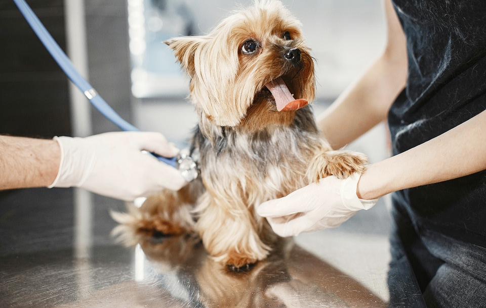 a Yorkshire Terrier, receiving a medical examination