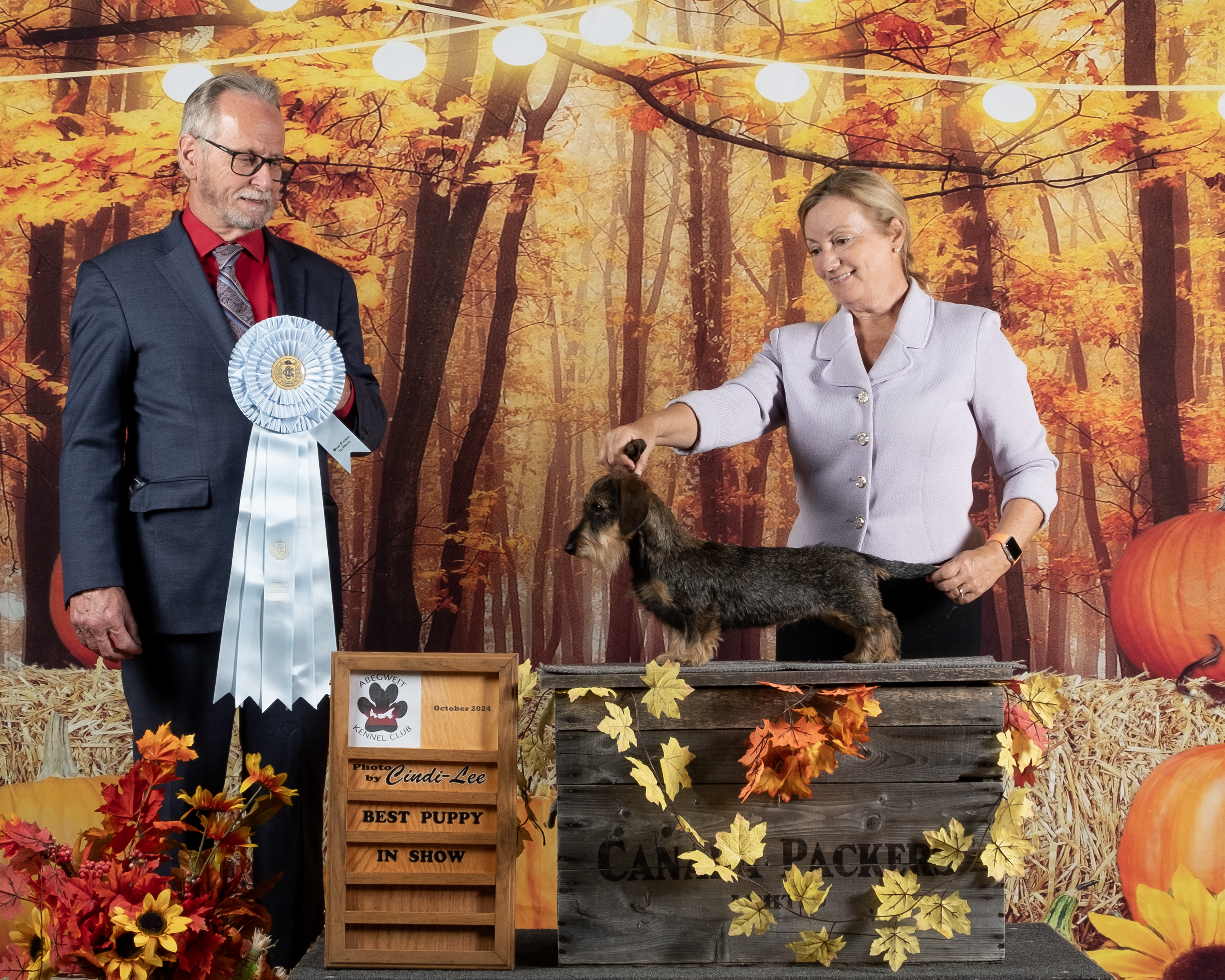 Cute Yorkshire Terrier puppy with orange harness standing on a path with autumn leaves. Cute Yorkshire Terrier puppy with orange harness standing on a path with autumn leaves.