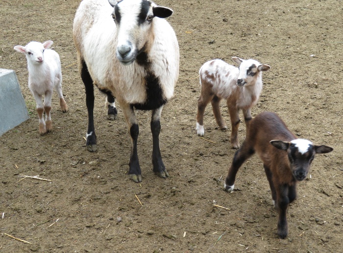 Big Rock Dotty - ram, ewe, ram