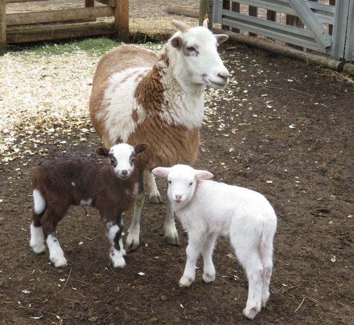 Big Rock Lulu - ram & ewe lambs