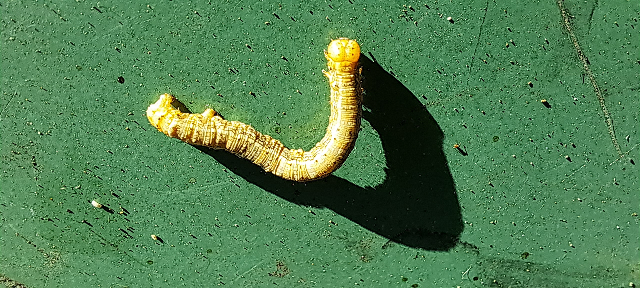 Close-up of a curled golden worm casting a shadow on a textured green surface.