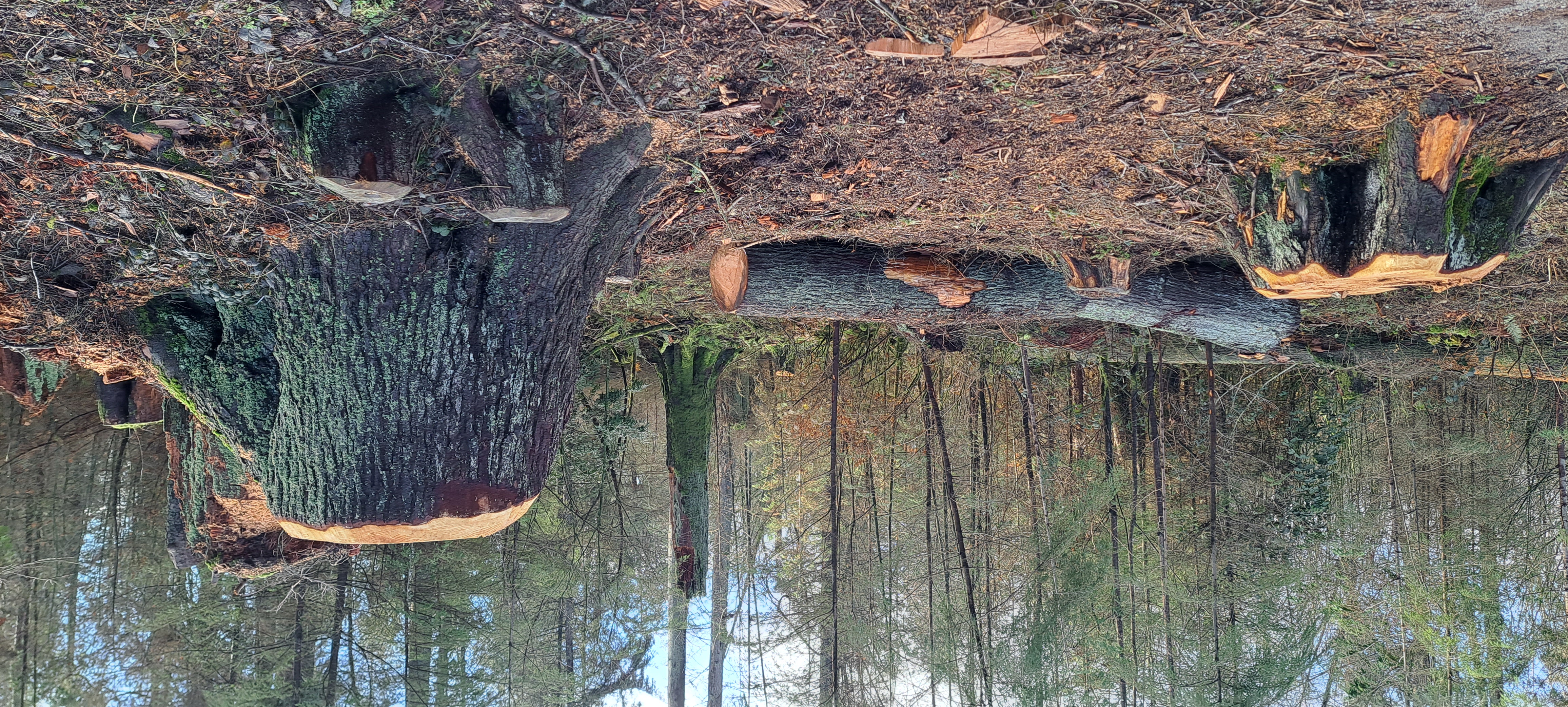 Modern living room with large windows, orange chairs, a fireplace, and a view of a serene lake and mountains.