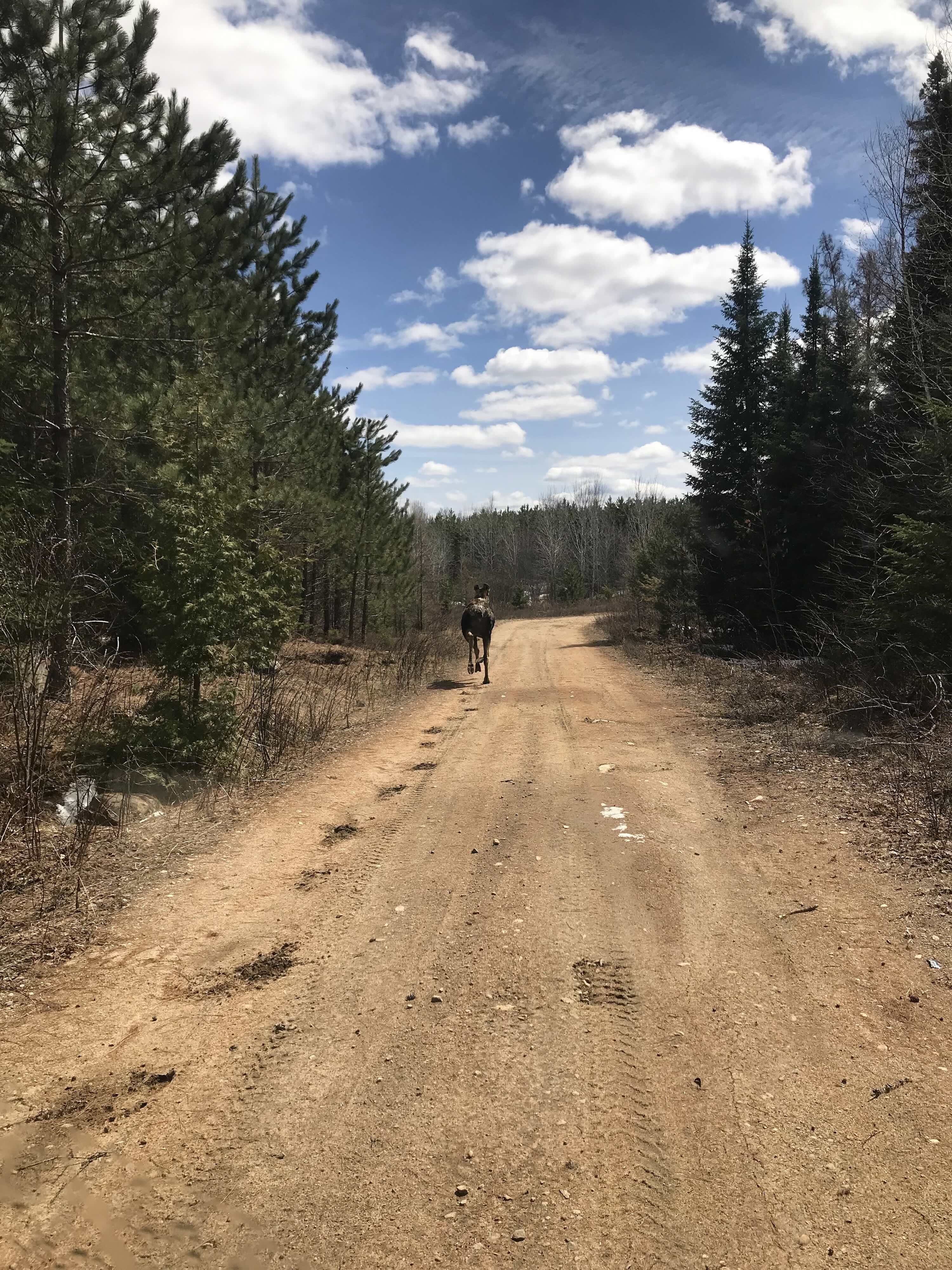 https://0901.nccdn.net/4_2/000/000/038/2d3/2025-guided-moose-hunting-ontario-mineral-run-copy.jpg