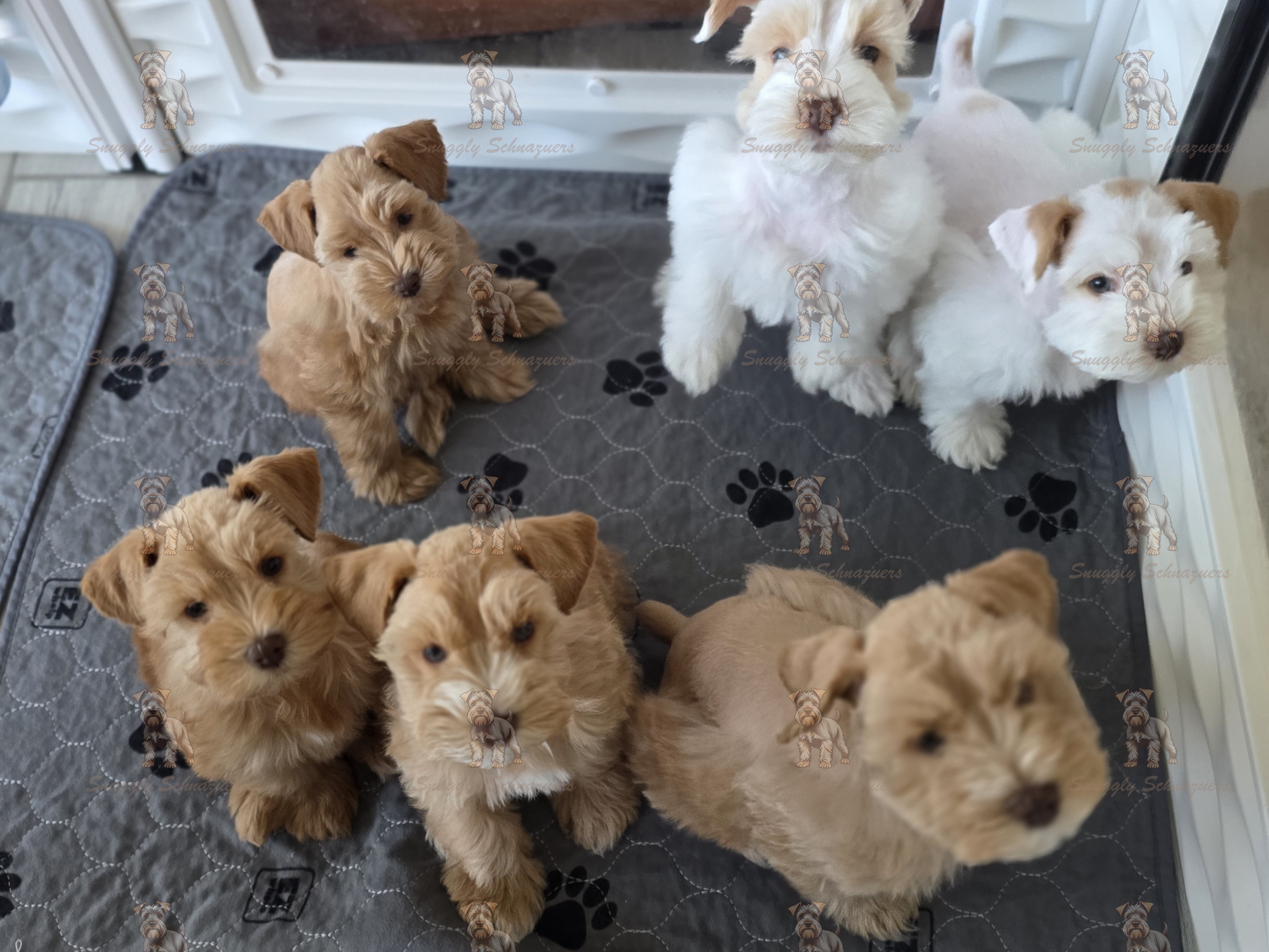 Aug 2025 Ruby and Bosco