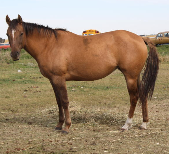 TAWNY - July 25/11. Tawny ran through a panel fence because a moose came through our yard, and severely damaged 3 legs. Although her legs healed, the stress and drugs caused laminitis. We tried everything possible to heal her, but the damage was too great. For her sake, we had her euthanized.