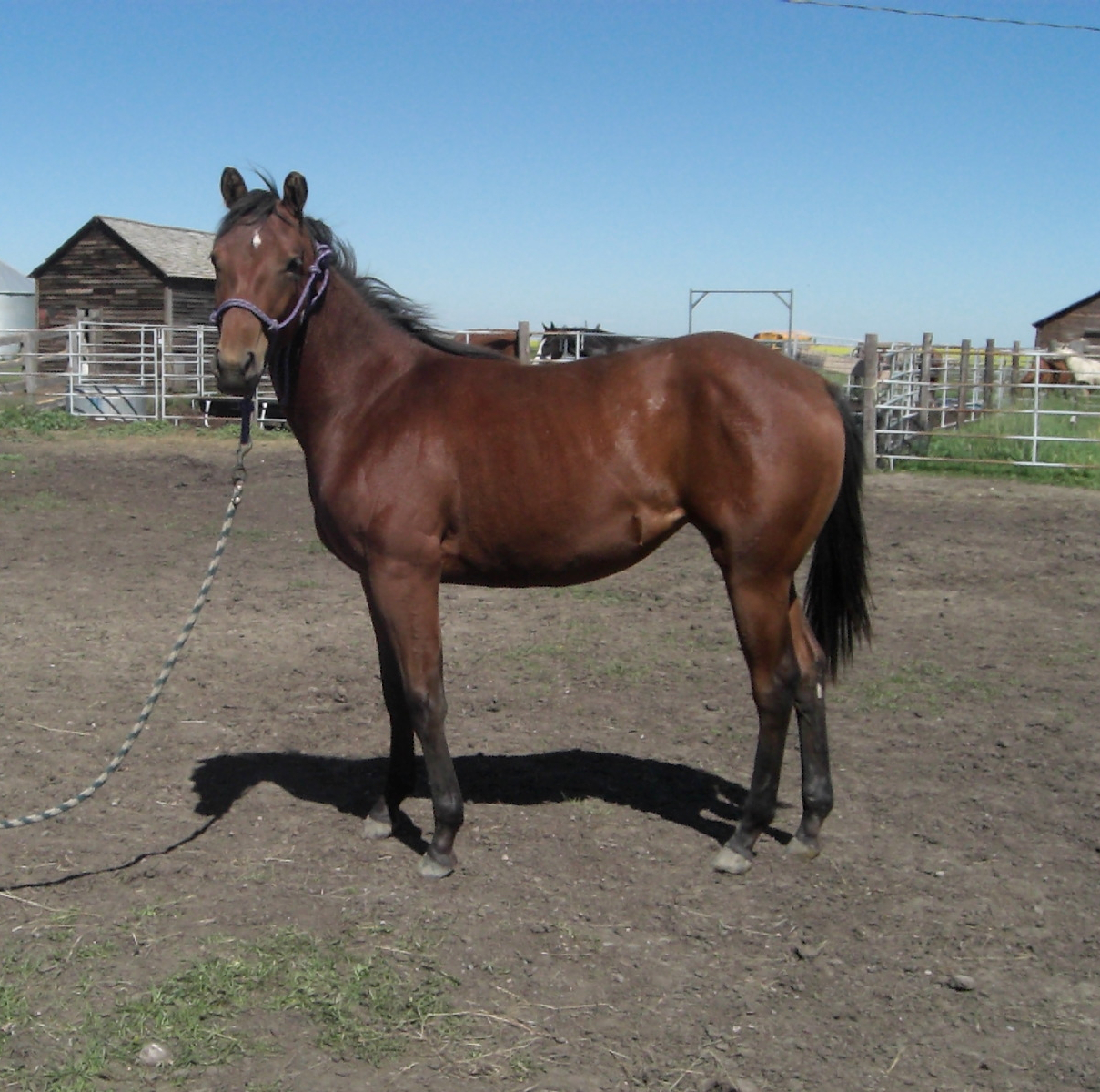 STUBBY (TEDDY)