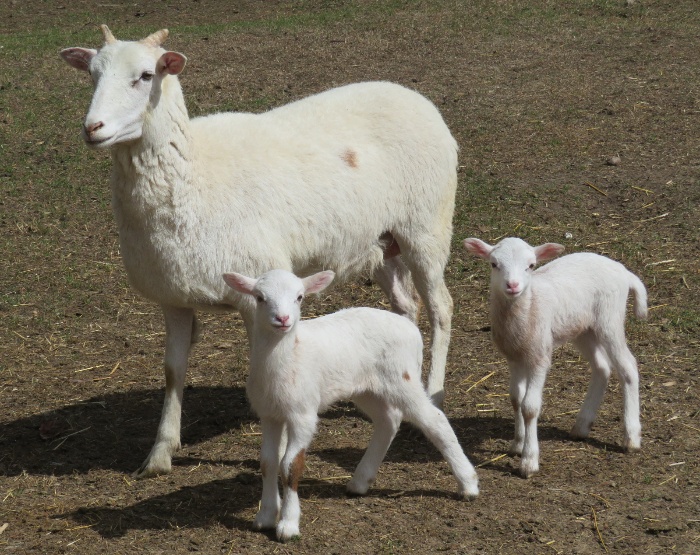 Big Rock Shiloh
twin ewe lambs