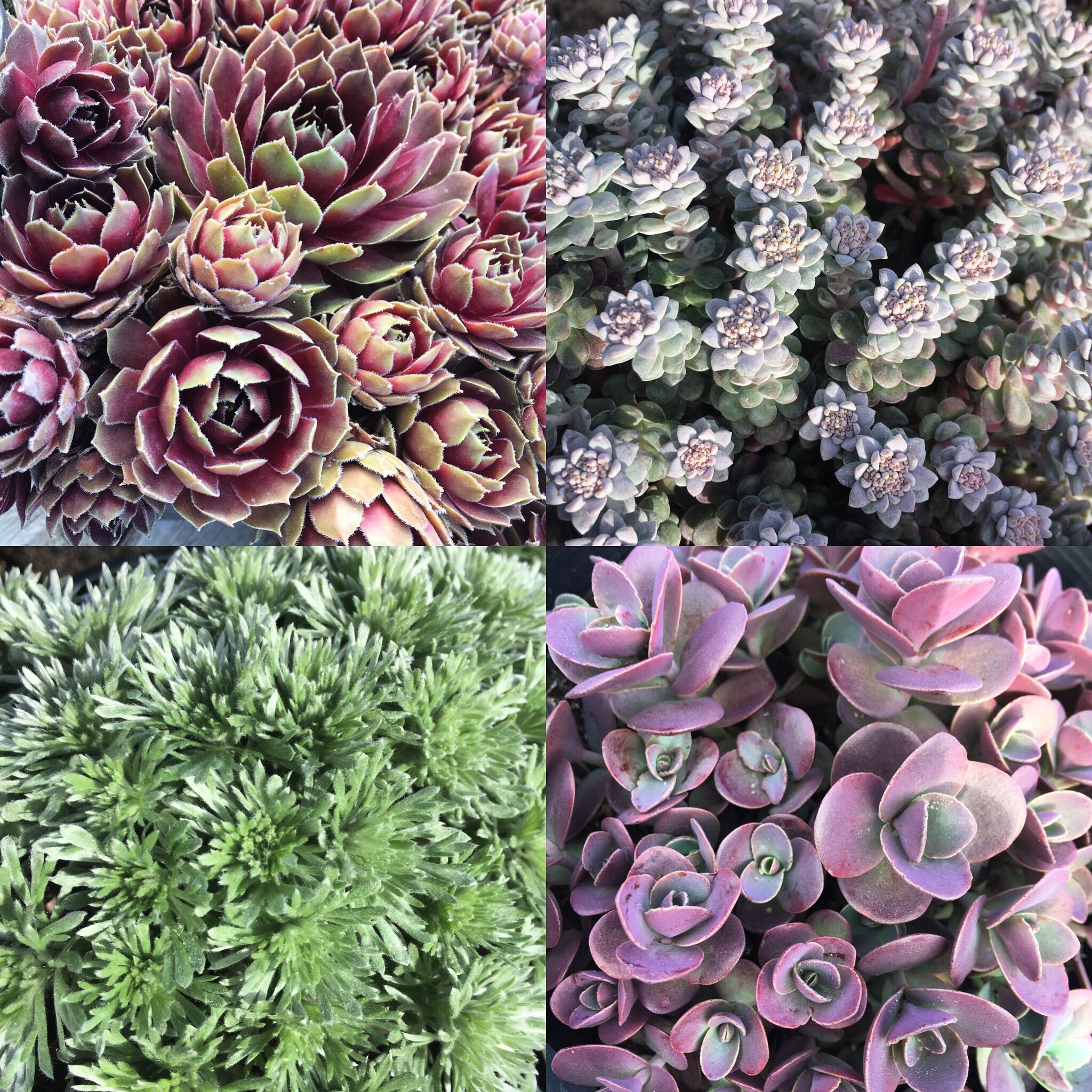 succulent ground covers