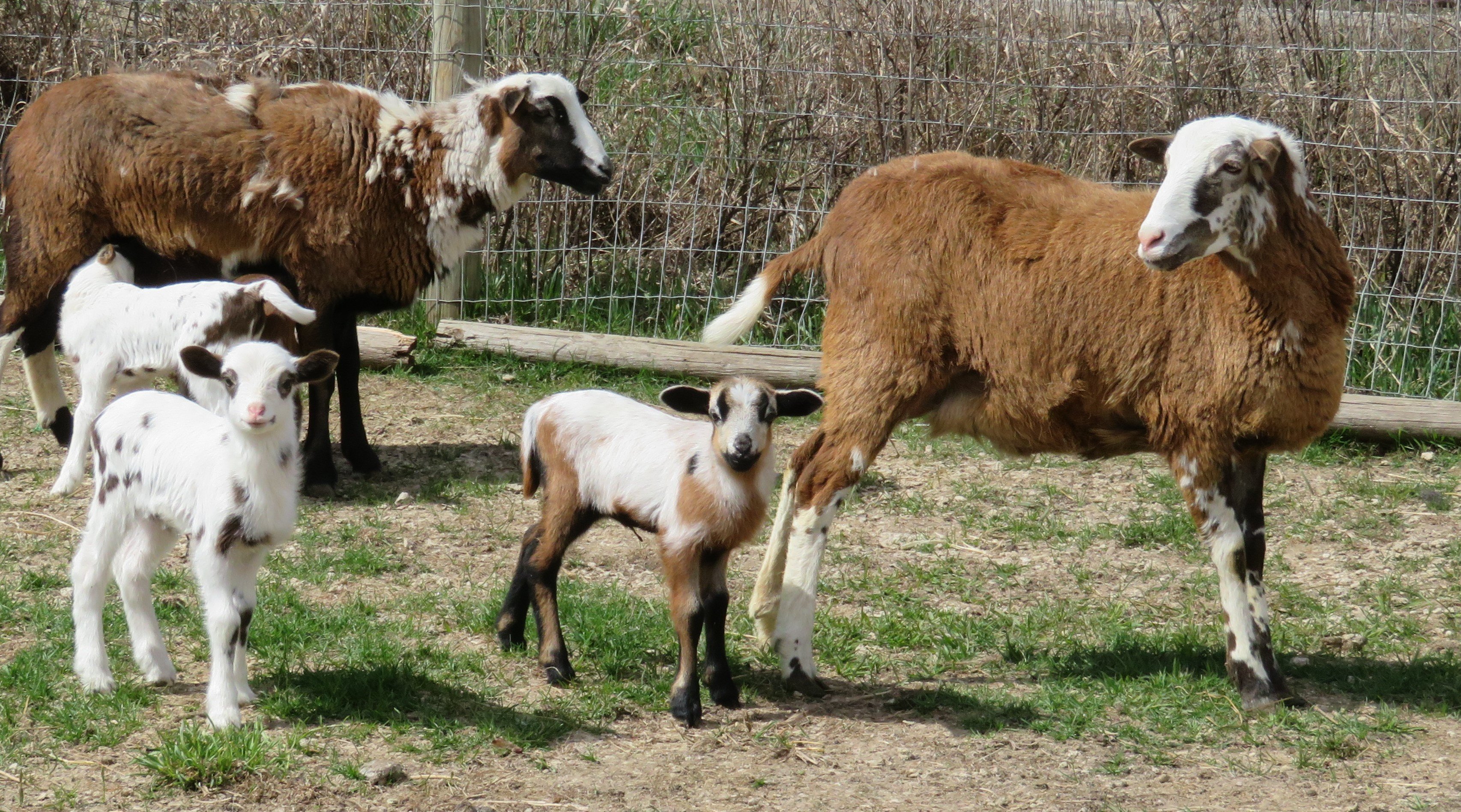 Big Rock Kutenai Spirit
ram & ewe lambs