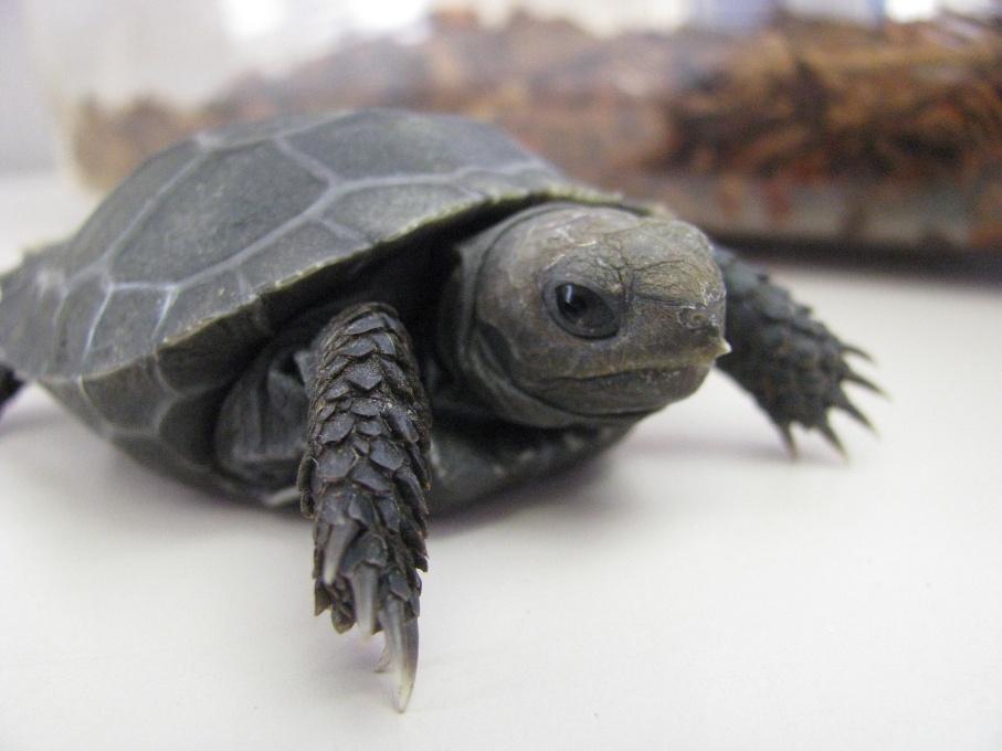 Calgary Avian Exotic Pet Clinic Tortoise Care - Corn Cob Bedding For Turtles Calgary Avian Exotic Pet Clinic Tortoise Care - Corn Cob Bedding For Turtles