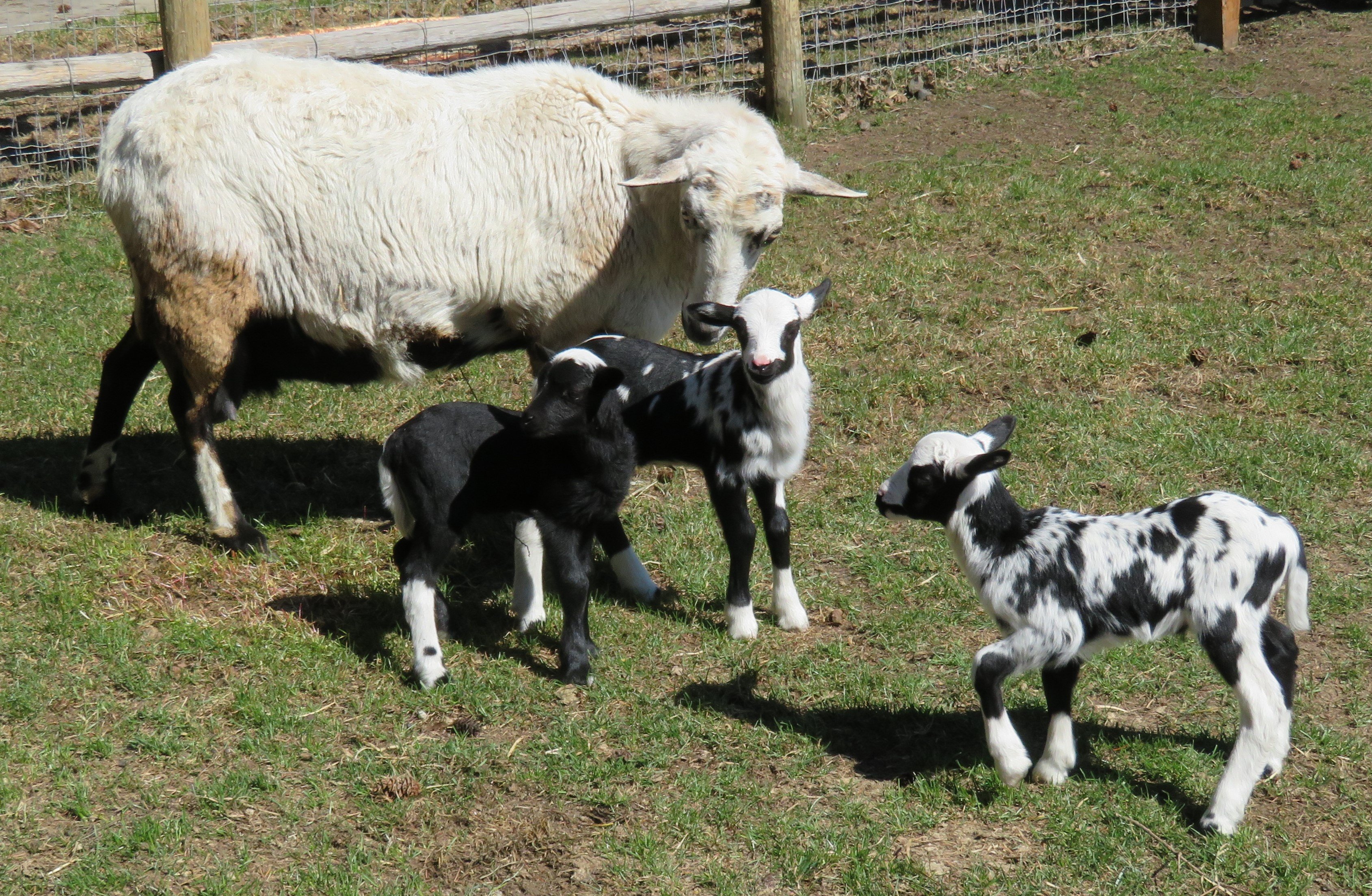 Joy & 3 ram lambs
Ram C $300(sold), B $400(sold), A $400(sold)
