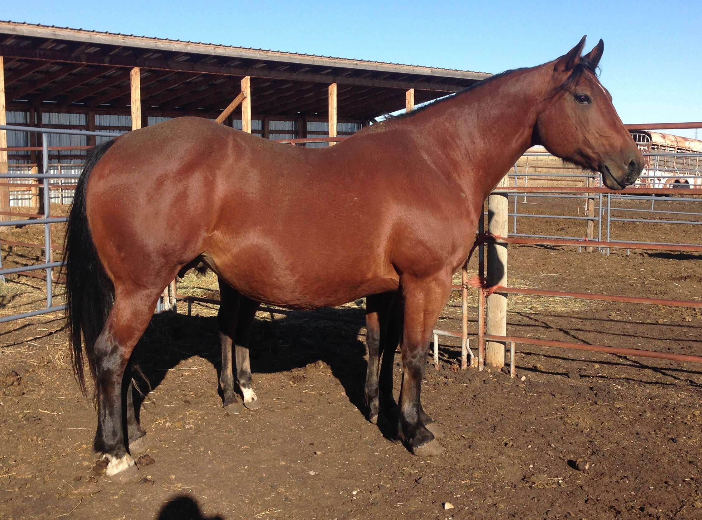 MANDY - 2005 mare with severe trust issues and because of this she will stay here.