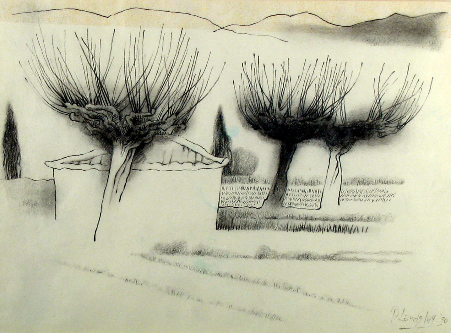 Three Trees, graphite on paper