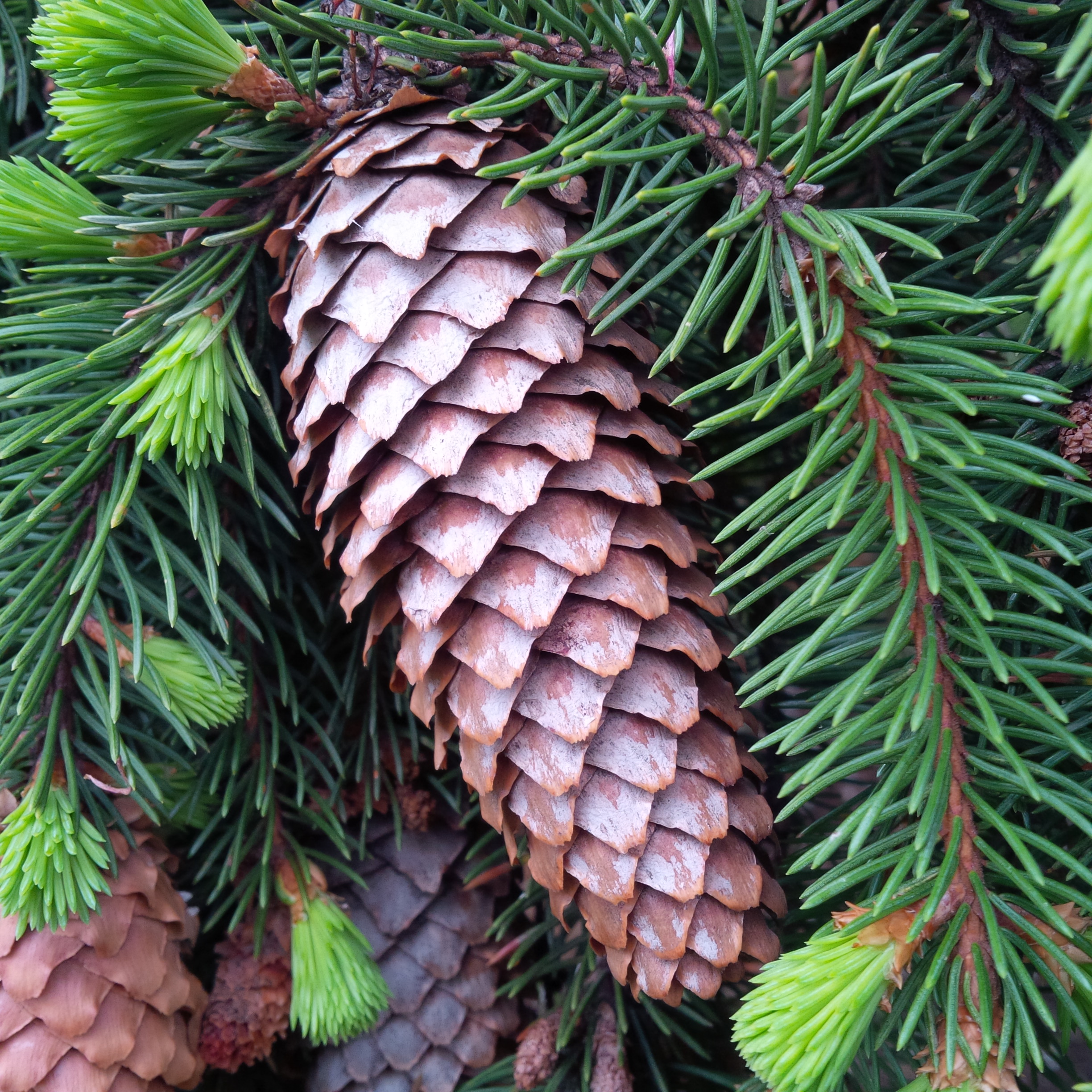 Edmonton Arborist Tree Pruning Tree Removal Dollar tree stays in business on this model. edmonton arborist tree pruning tree removal