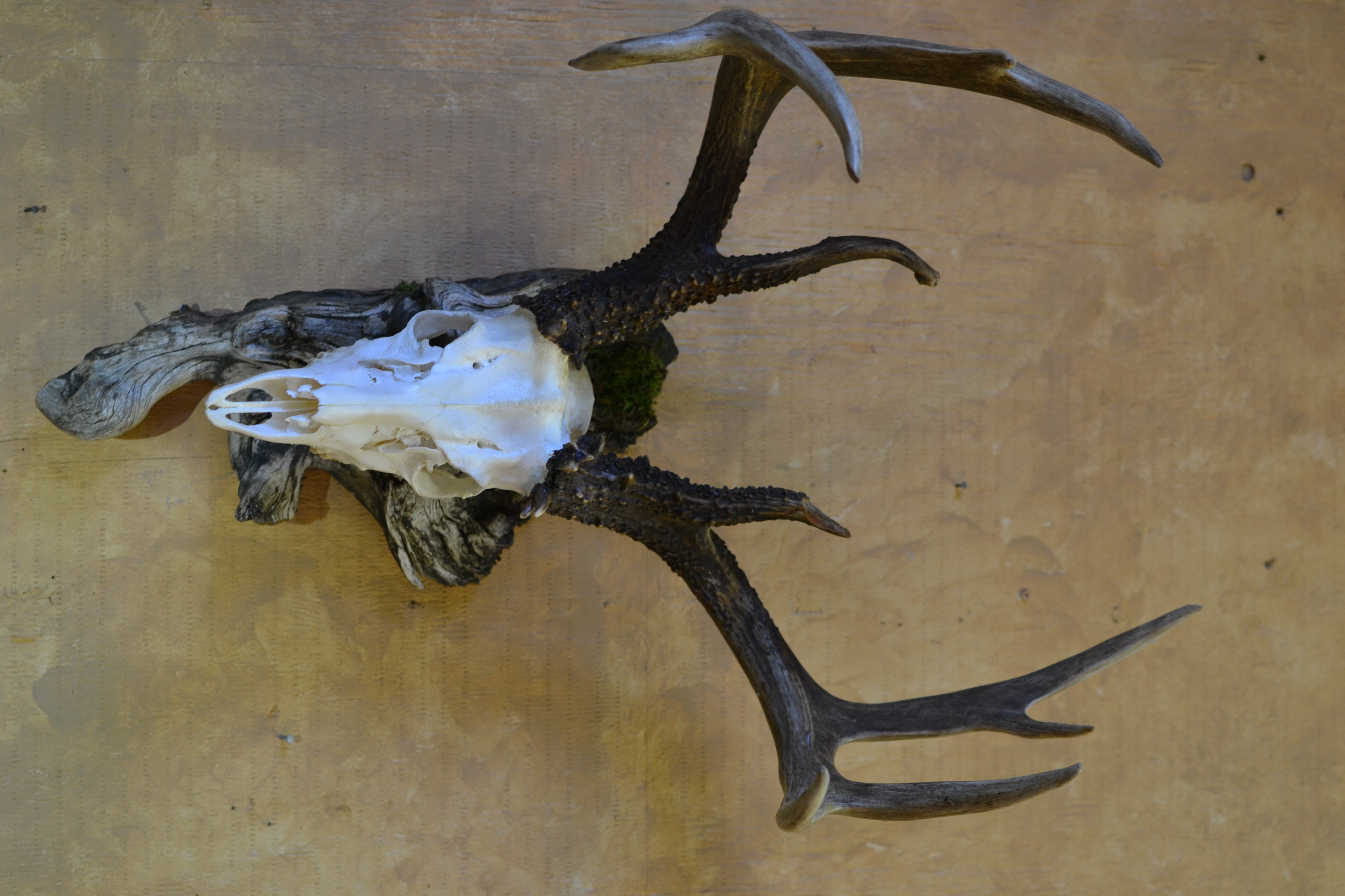 Antler Display Mount