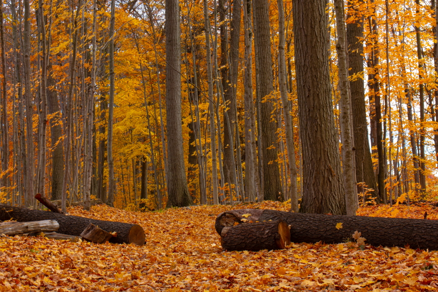 "Autumn Forest"
Limited Edition Print