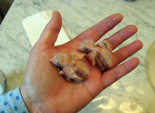 https://0901.nccdn.net/4_2/000/000/038/2d3/bonnie_March_25_2011_1_R-540x396.jpg
