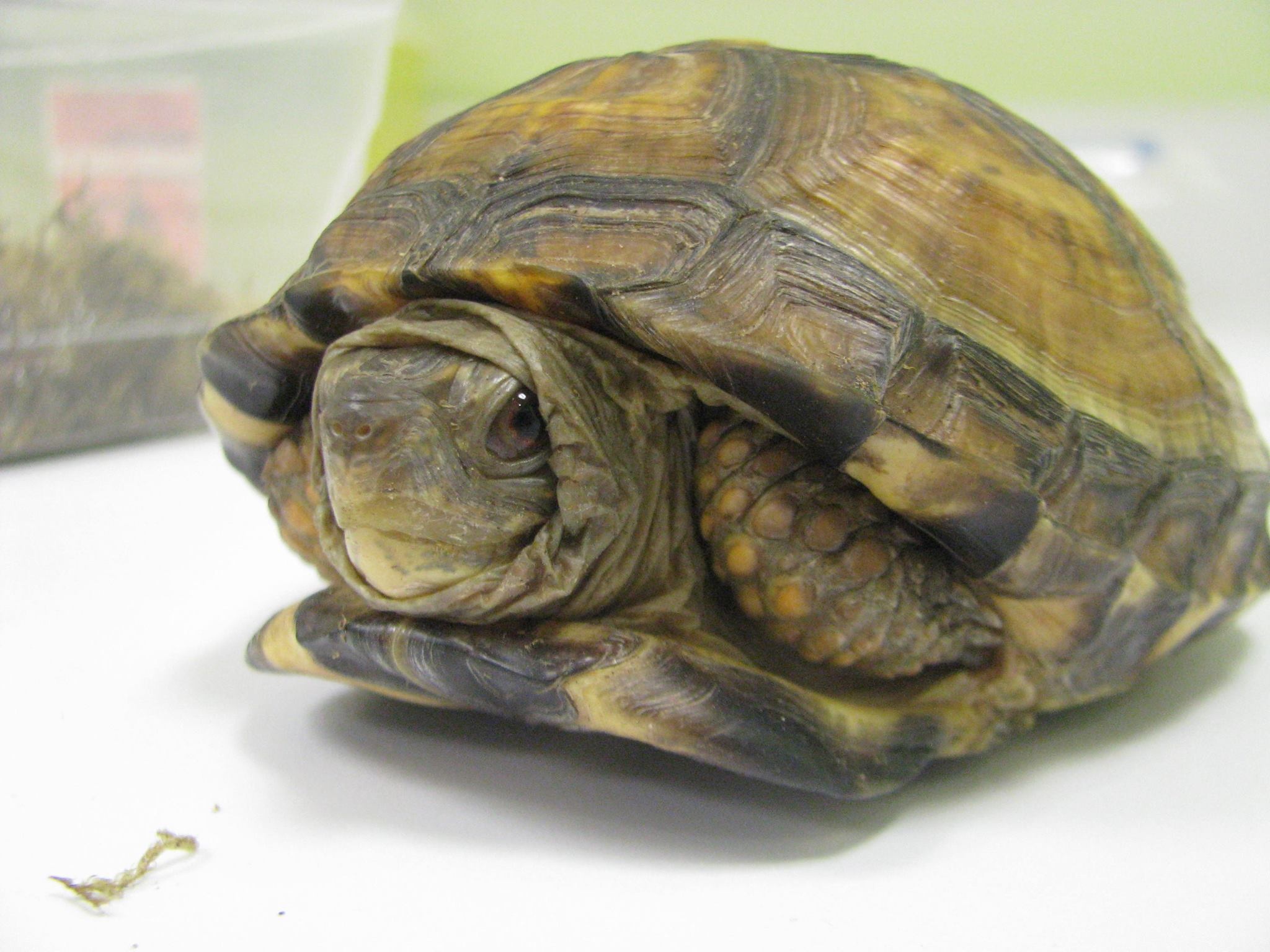 Calgary Avian & Exotic Pet Clinic - Tortoise Care