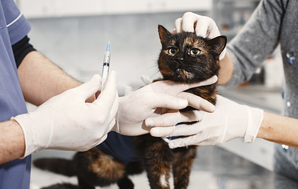 cat receiving a vaccination