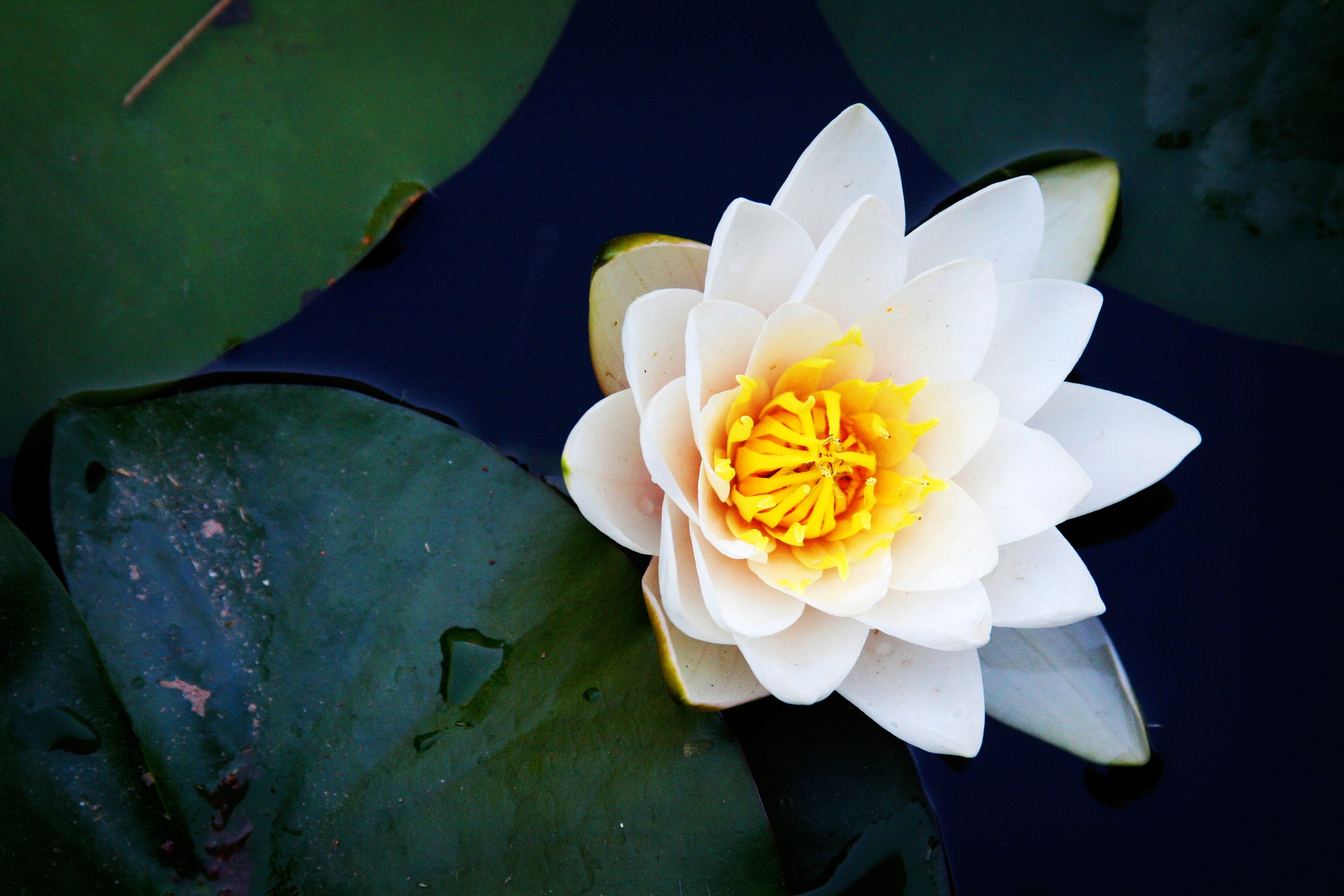 https://0901.nccdn.net/4_2/000/000/038/2d3/flower-5044721_1920.jpg