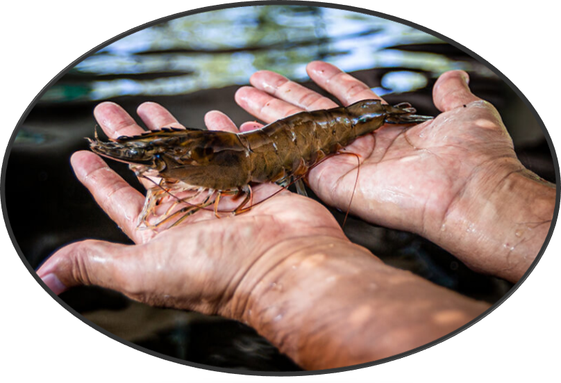 Jumbo warm water shrimp