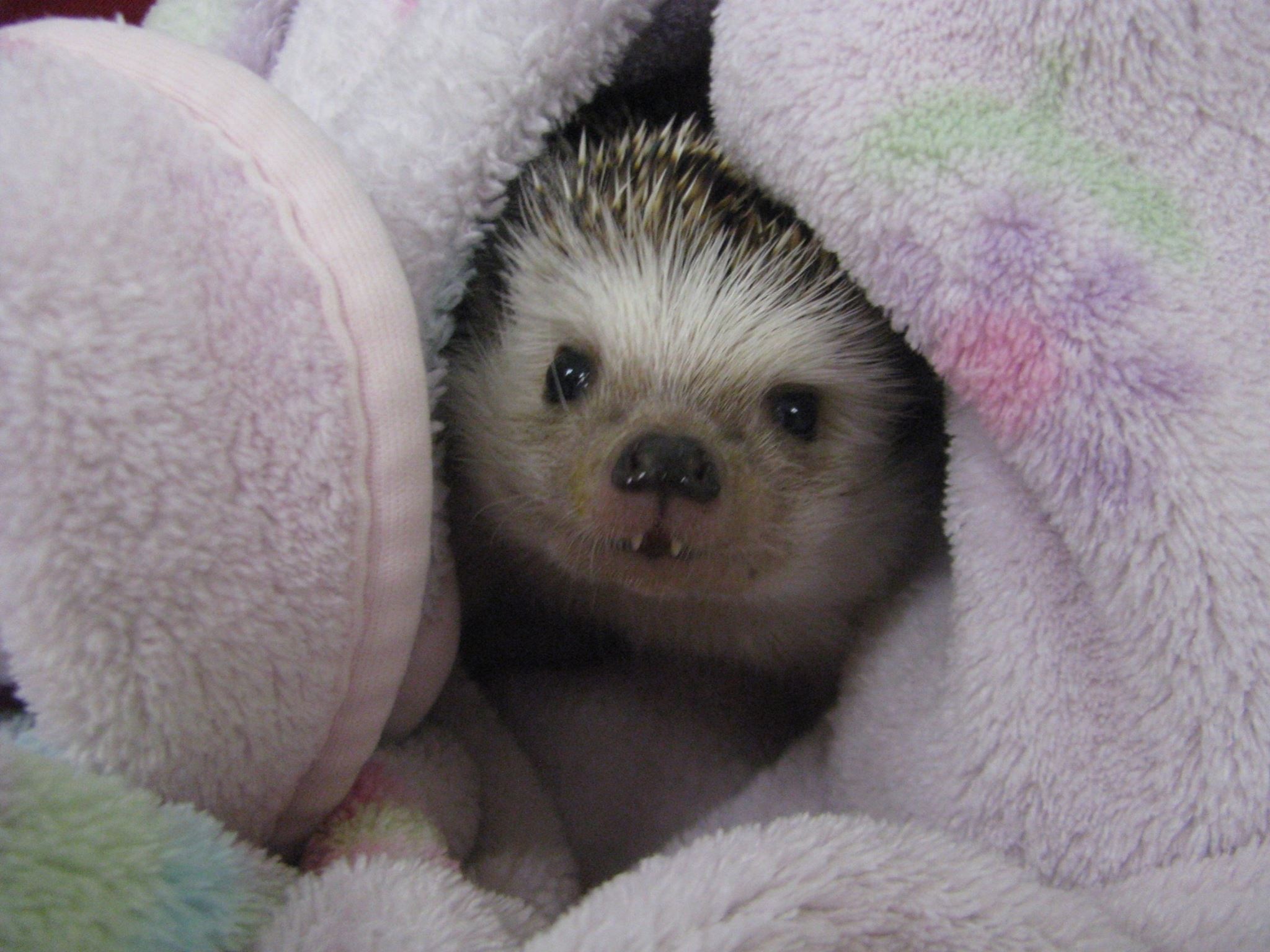 Calgary Avian & Exotic Pet Clinic - Hedgehog Care