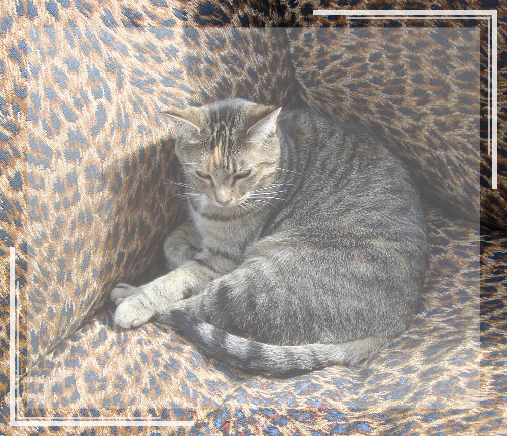 A photo of a cat lying on a cheetah printed chair