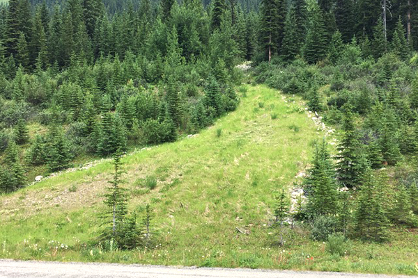A downhill path with grass