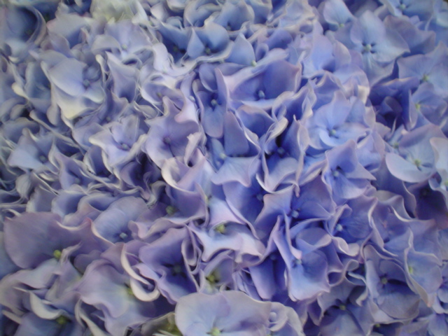 https://0901.nccdn.net/4_2/000/000/038/2d3/hydrangea--challange-blue.jpg