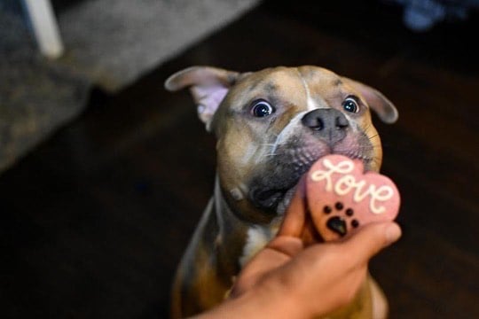 Dog biscuit bakery online near me