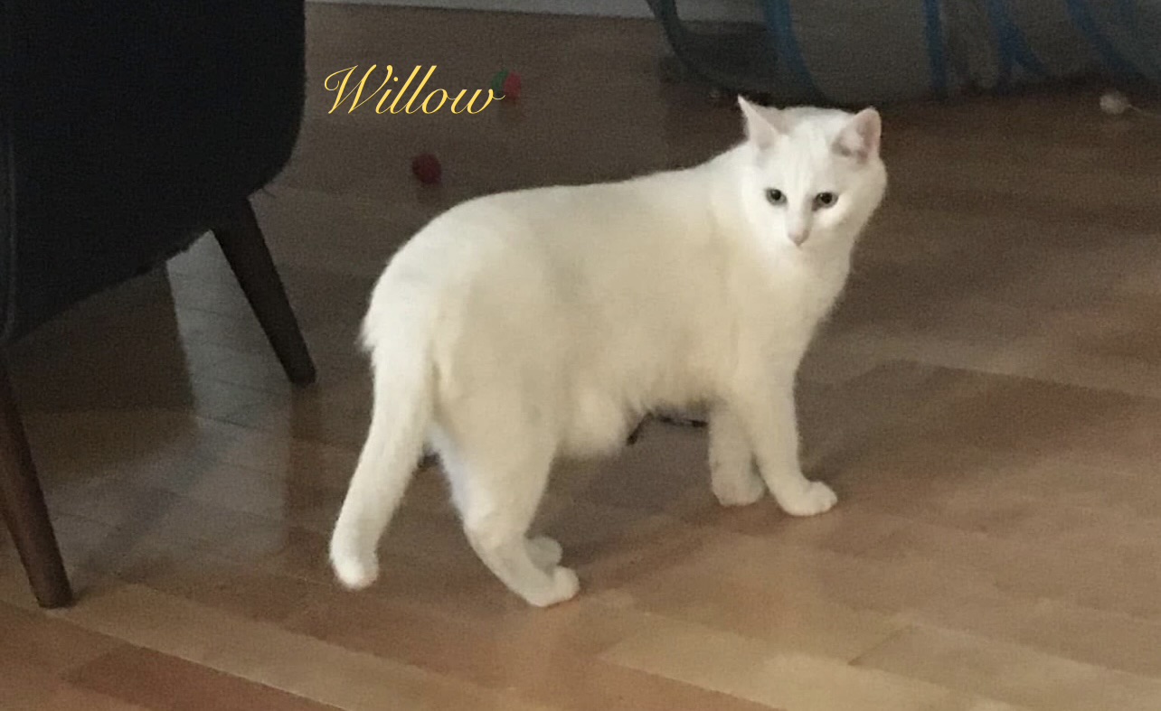 Willow 