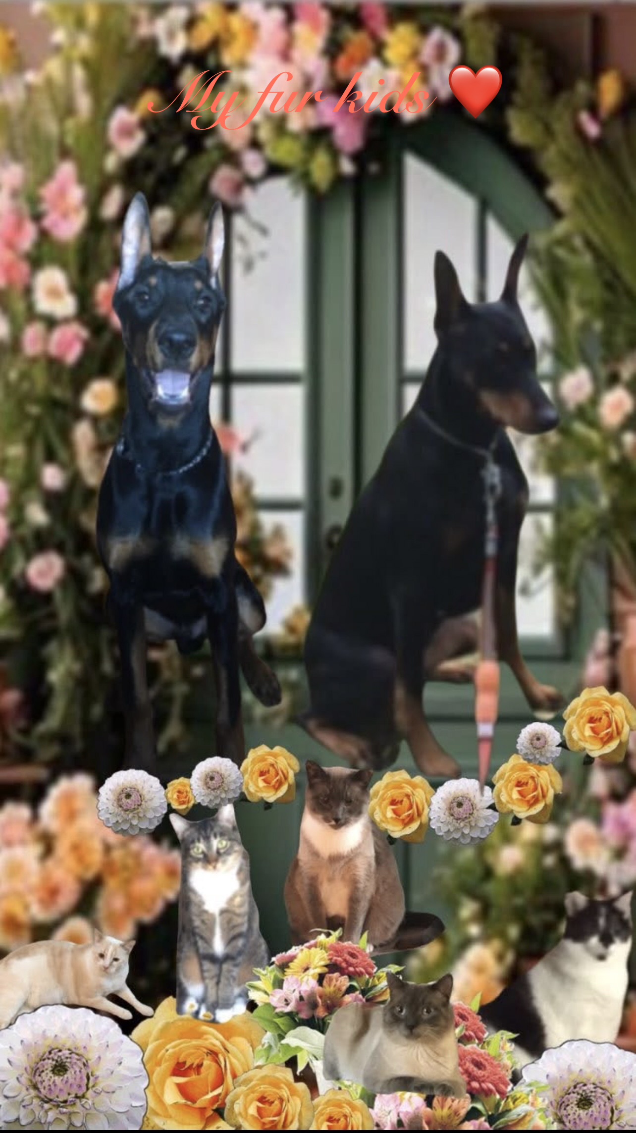 Kya(R)Cayden(L)right/left kittie,zippy,coal,zoom,Bunkie 