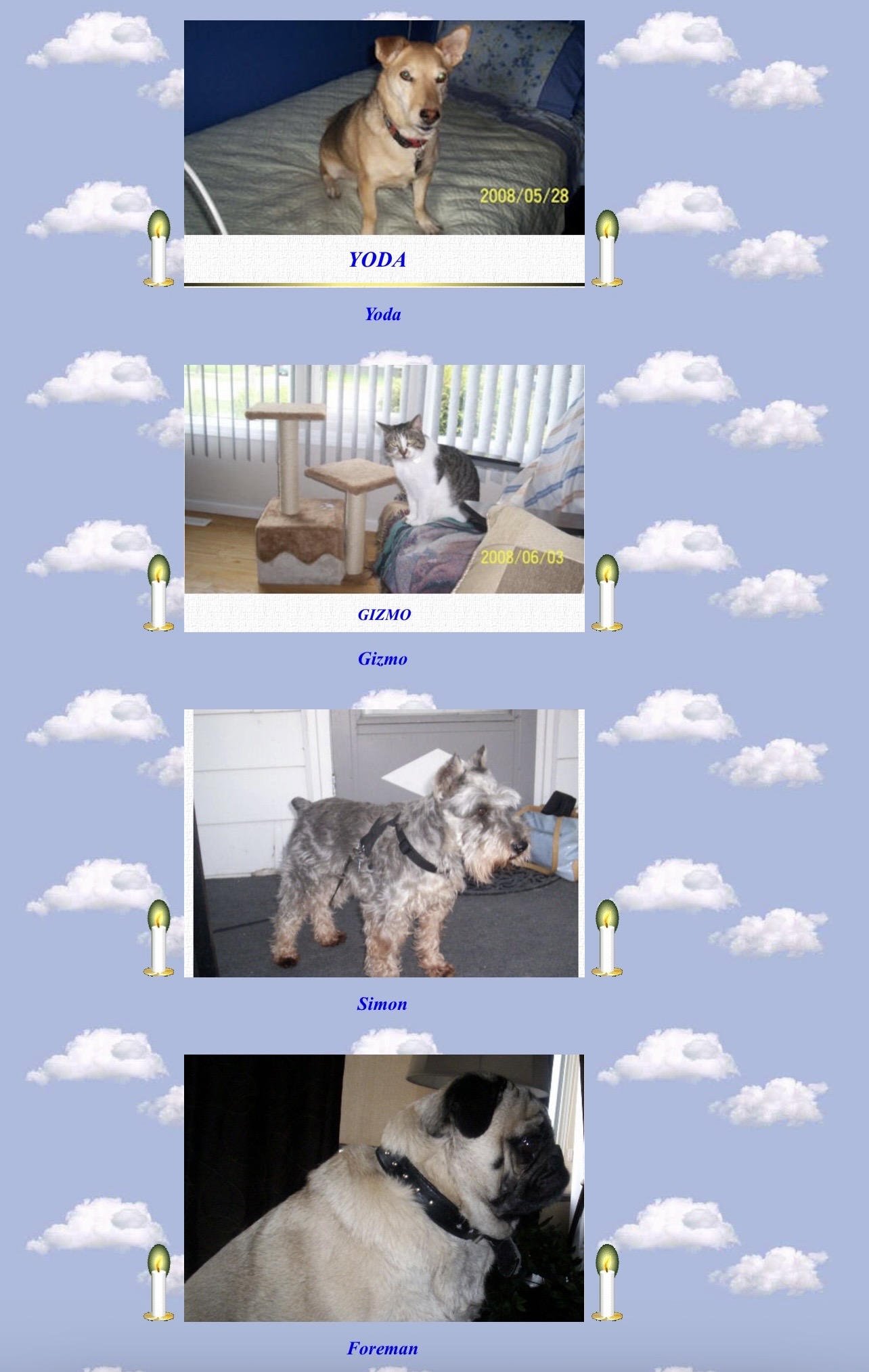 Top Yoda,Gizmo, Simon, Foreman.all client dogs.